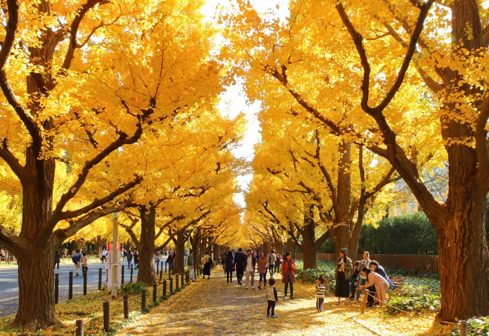 Meiji Jingu Ginkgo Avenue