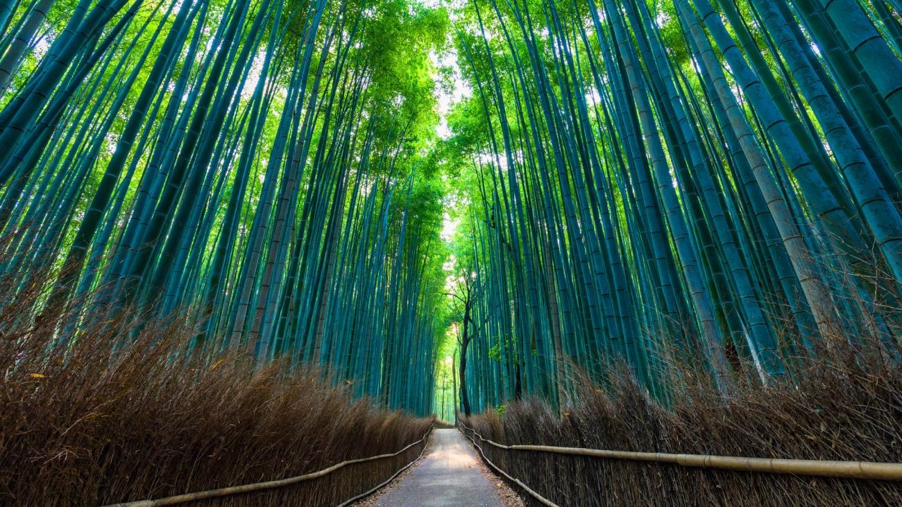 Arashiyama Bamboo Grove