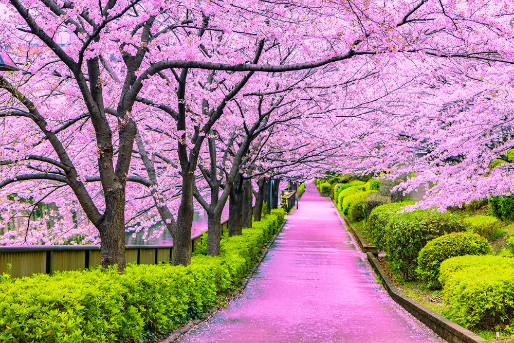 cherry blossoms during spring