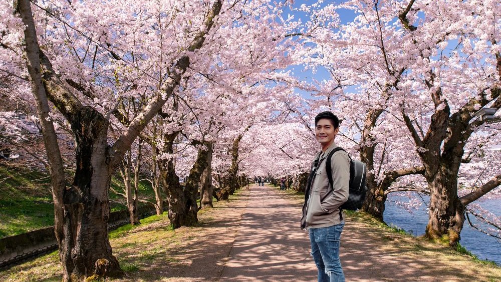 cherry blossoms in full bloom during spring in Japan