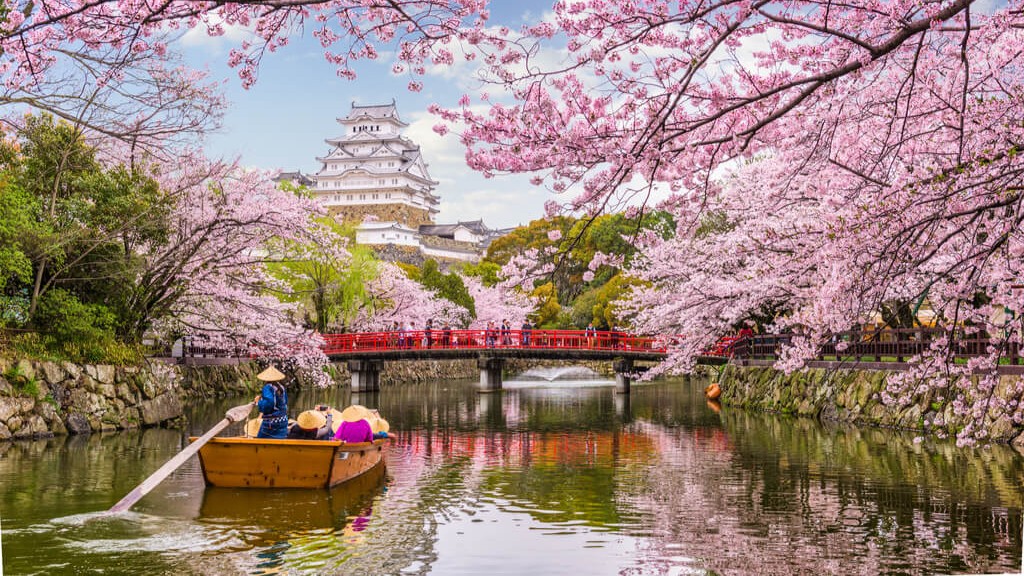 sakura bloom
