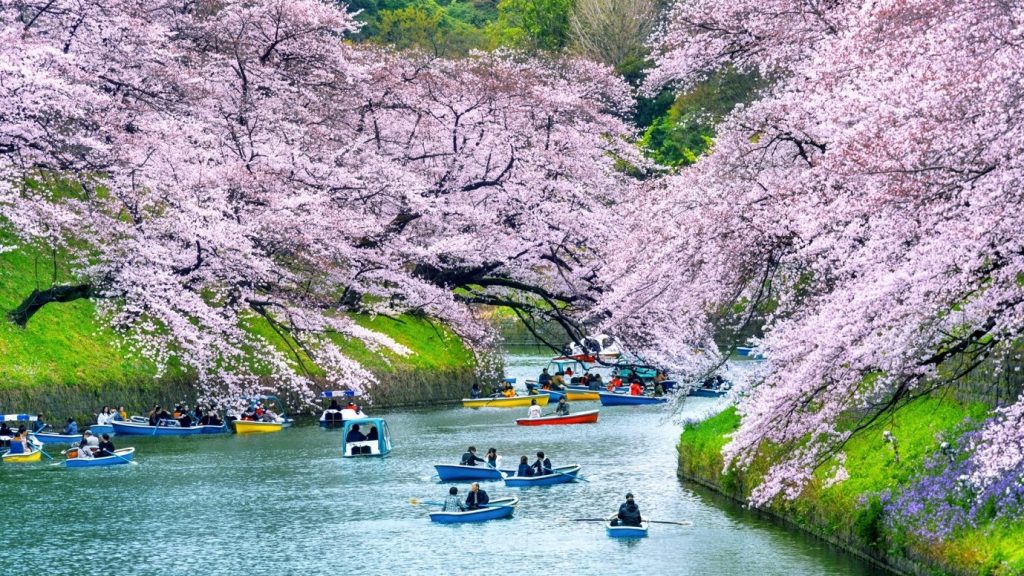 Tips Hemat Saat Menikmati Jalan Jalan Musim Semi di Jepang