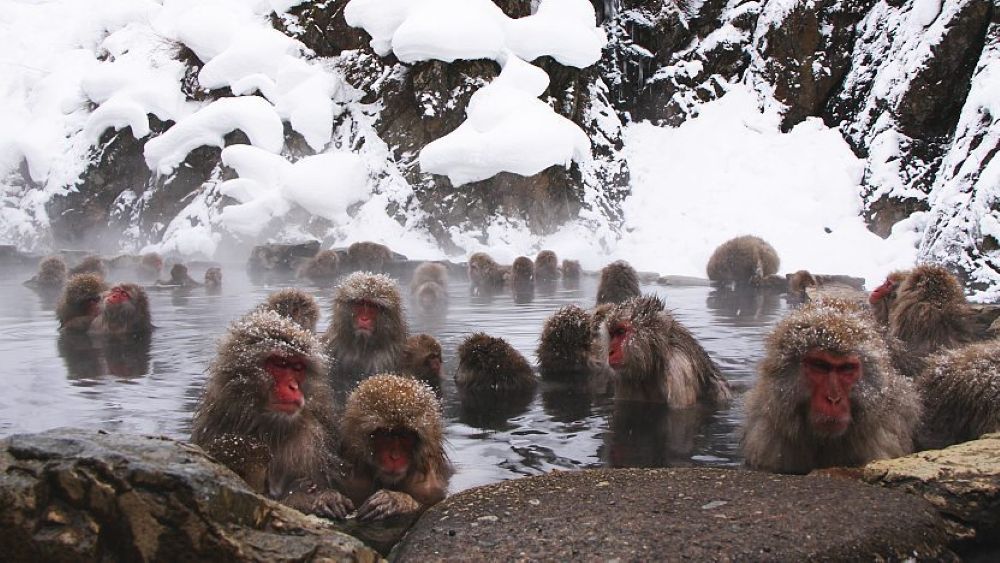 Jigokudani Snow Monkey Park