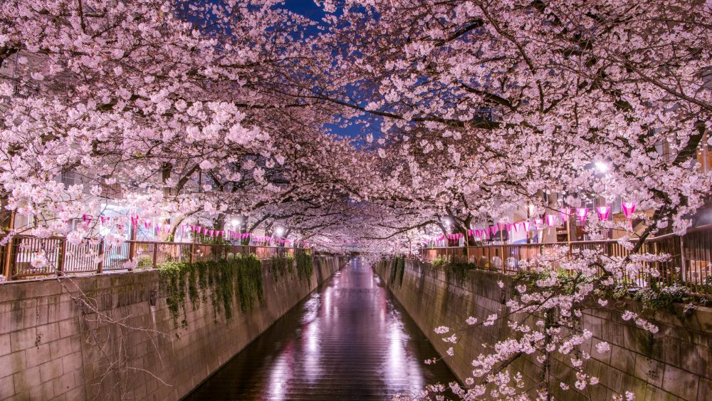 Tips Hemat Saat Menikmati Jalan Jalan Musim Semi di Jepang