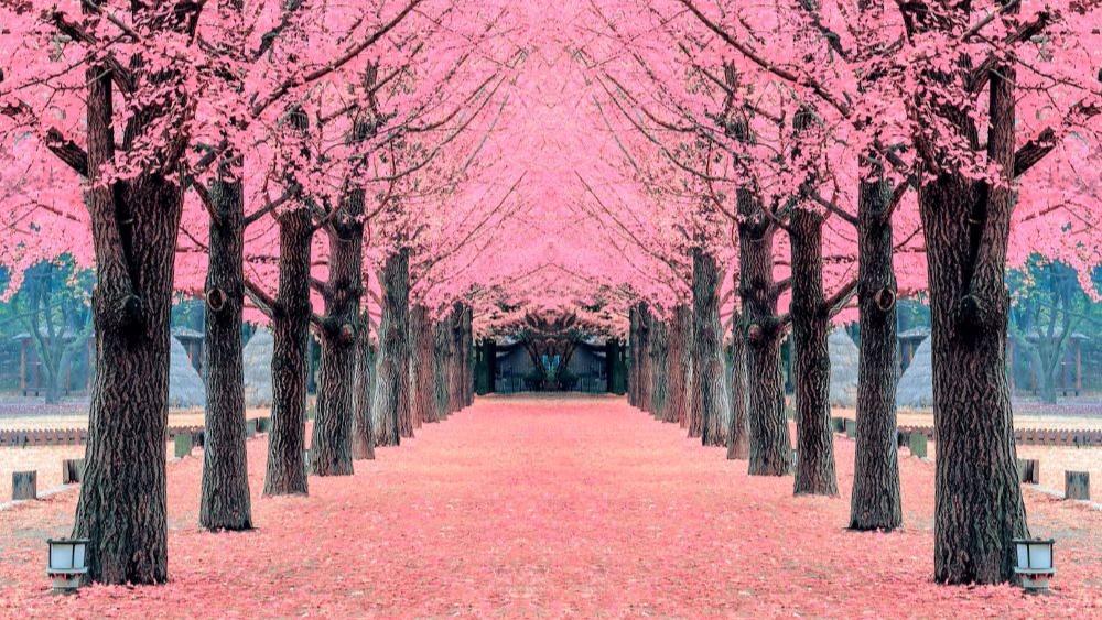 hidden alley with sakura tree