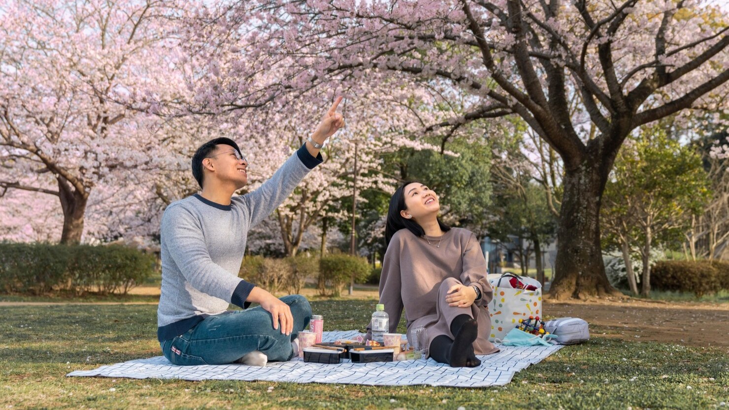 orang piknik di bawah pohon sakura di Tokyo