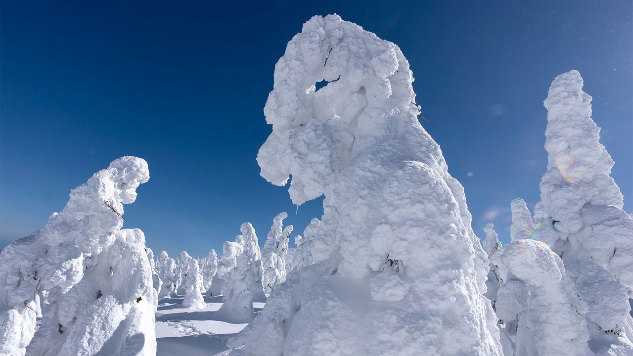 Zao Snow Monsters