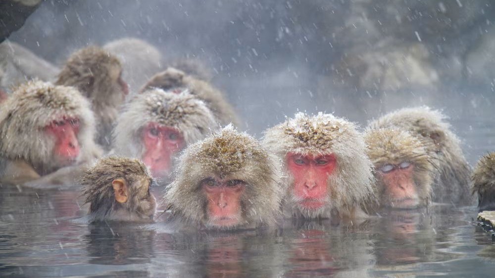 snow monkeys bathing in hot spring