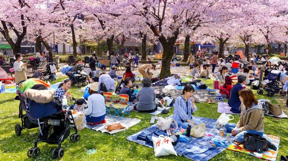 Hanami Picnic