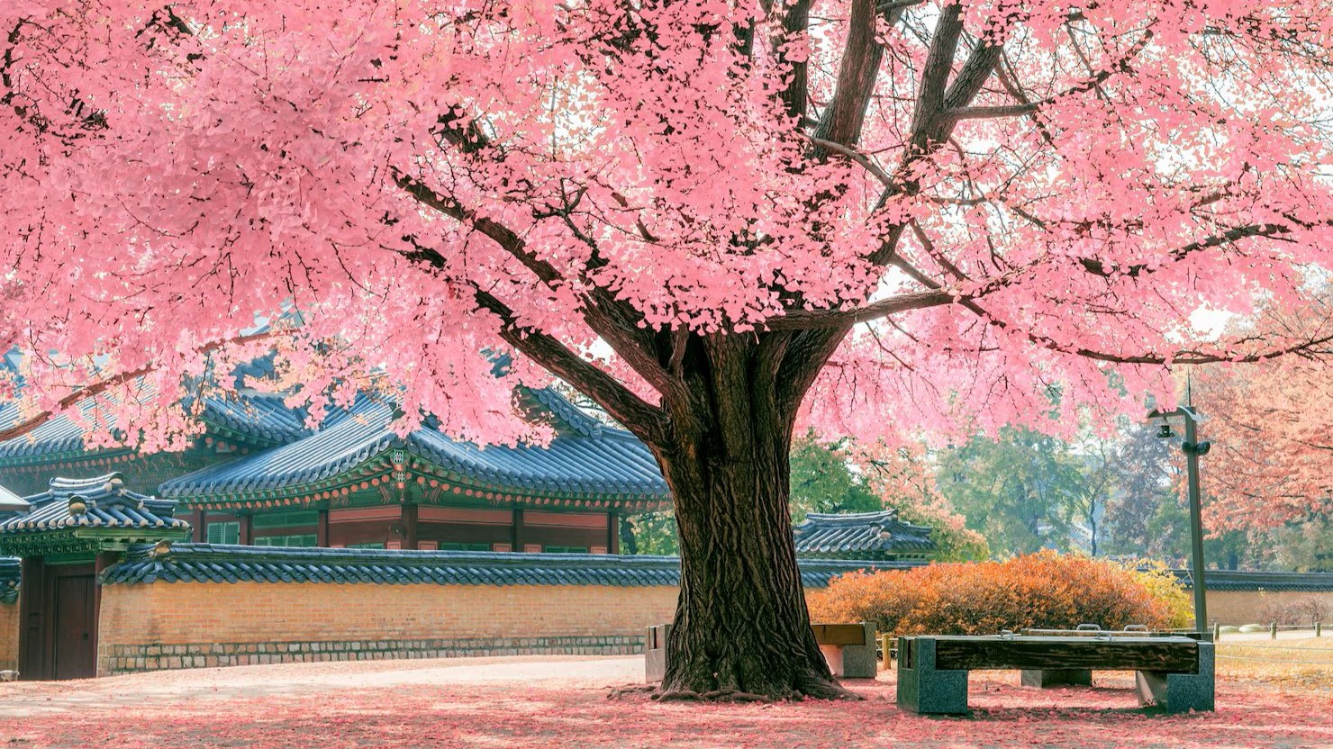 Hanami yang Mengagumkan: Tips Menikmati Hanami di Tokyo agar Tak Kehilangan Momen Terbaik
