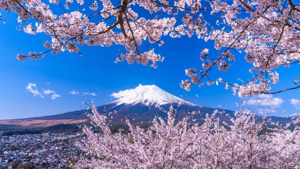 Kapan Bunga Sakura Mekar di Jepang? Ini Jadwal Tepatnya!