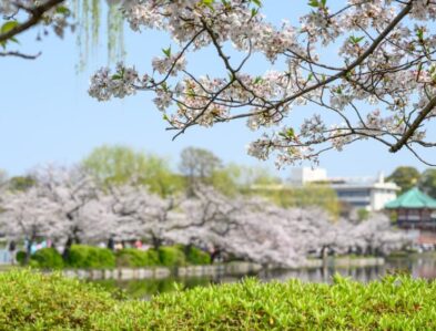 Spot Sakura Terbaik di Jepang yang Paling Menakjubkan Saat Musim Semi