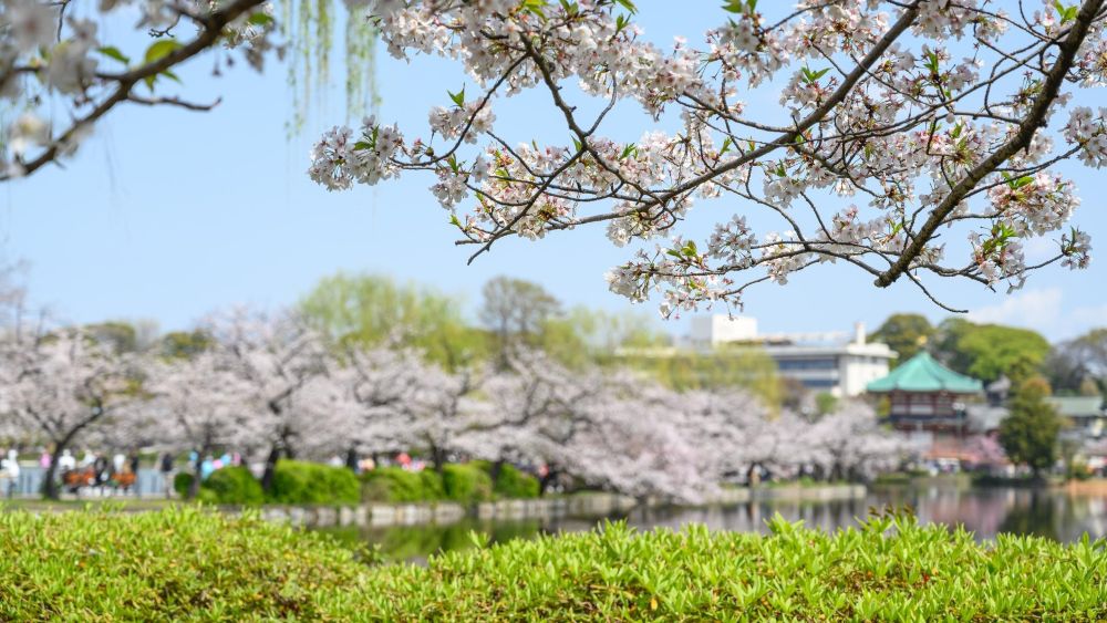 Spot Sakura Terbaik di Jepang yang Paling Menakjubkan Saat Musim Semi
