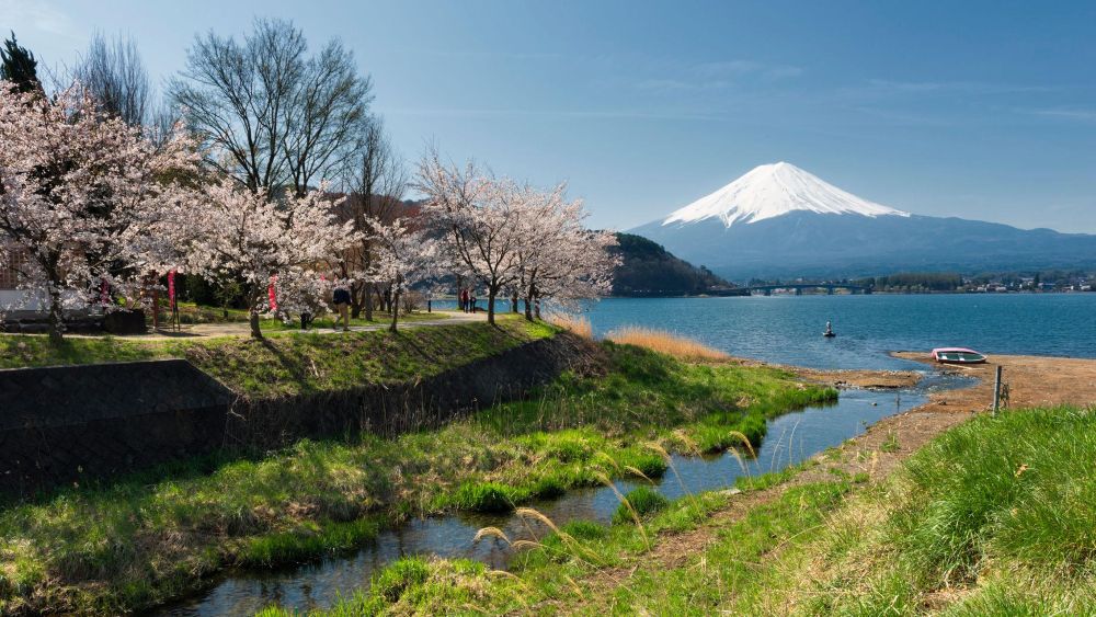 pemandangan spot sakura terbaik di jepang di Kawaguchiko dengan latar Gunung Fuji