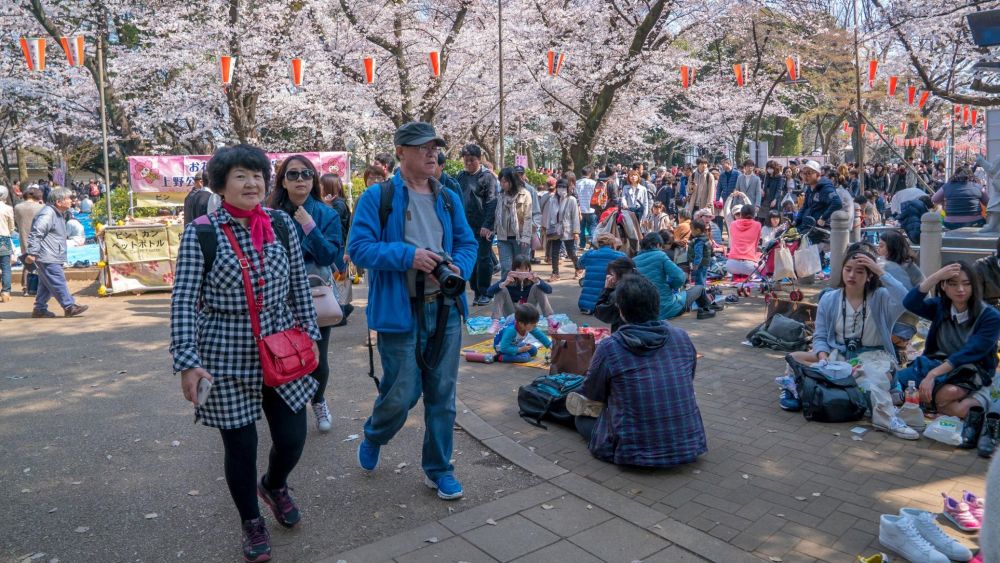 pemandangan spot sakura terbaik di jepang di Ueno Park Tokyo saat musim hanami
