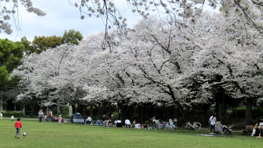 suasana hanami di taman sebagai pengalaman spot sakura terbaik di jepang