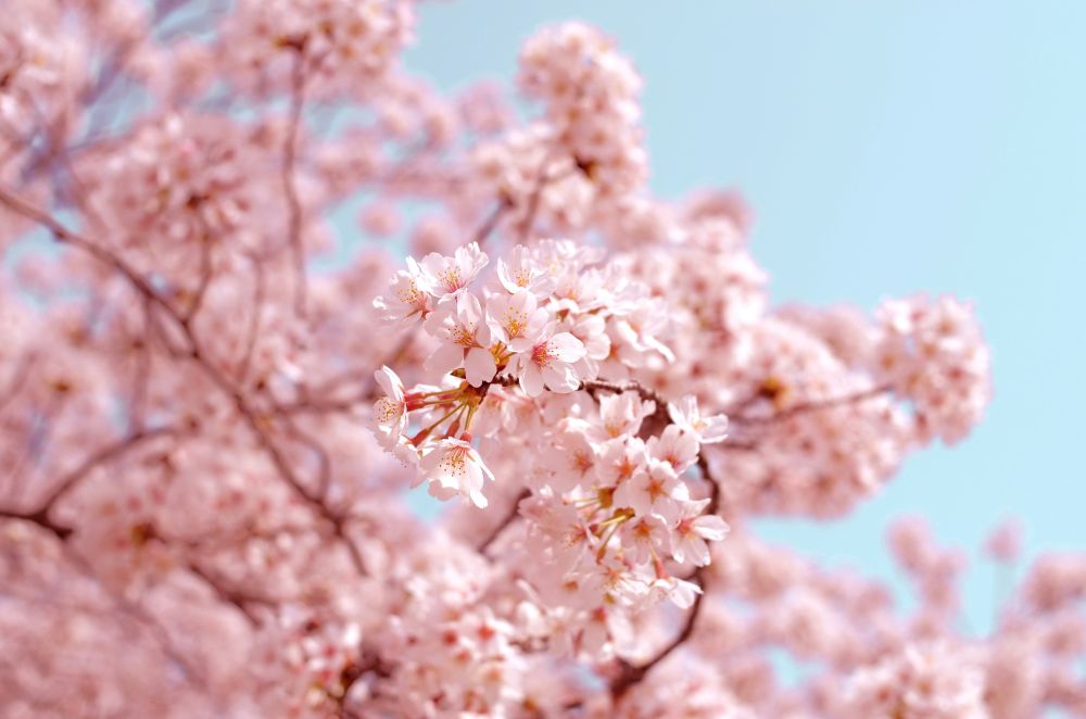 Kapan Musim Sakura di Jepang 2026? Prediksi Mekar & Spot Terbaik