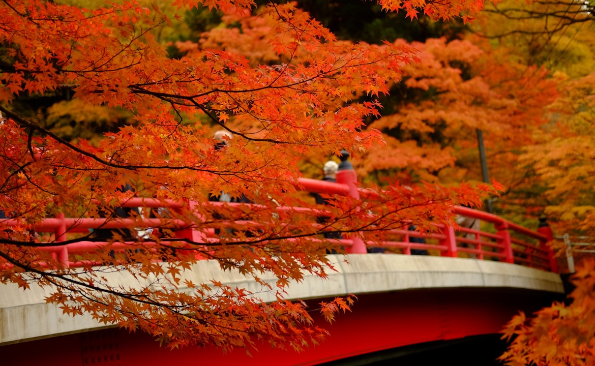 Musim gugur di Jepang — daun momiji merah saat liburan ke Jepang di bulan November