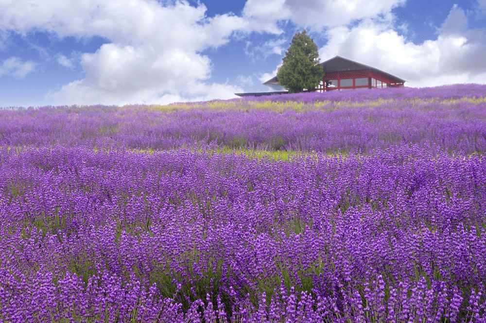 Ladang bunga lavender di Hokkaido sebagai alternatif sejuk untuk liburan musim panas di Jepang