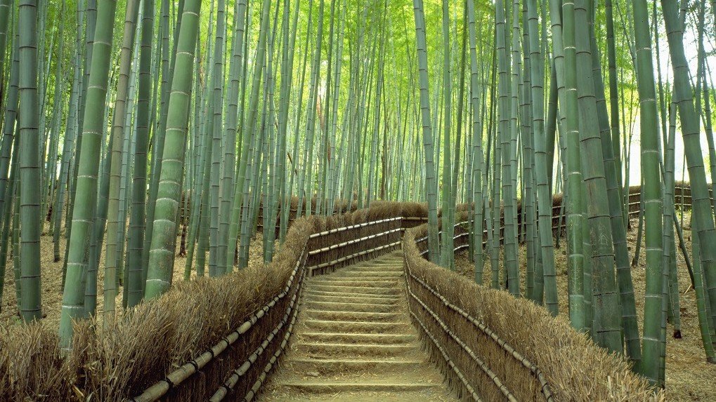 Panduan Wisata Arashiyama Kyoto Terlengkap & Hutan Bambu